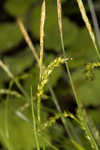 European woodland sedge